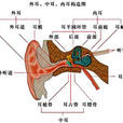 耳前庭 耳前庭