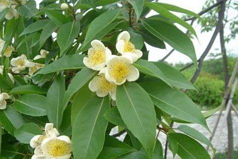 木荷福建48 木荷福建48