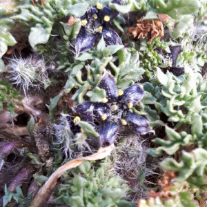 Jaborosa magellanica