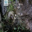 長葉紫菀 長葉紫菀