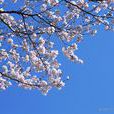 blossom(英文單詞) blossom(英文單詞)