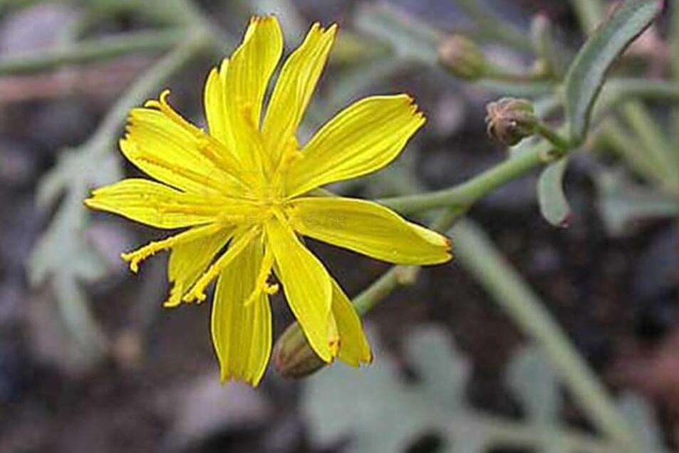 寬苞毛冠菊 寬苞毛冠菊