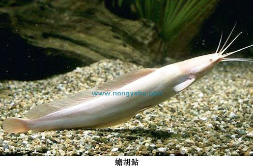 蟾胡鮎 蟾胡鮎
