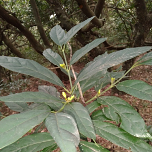 Mitriostigma axillare
