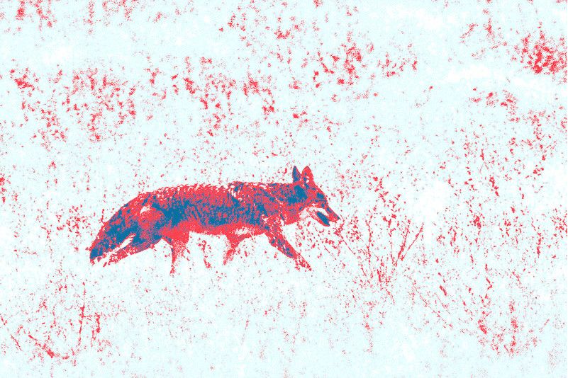 The Wilderness(2019年Mitch Froemming演唱的歌曲) The Wilderness(2019年Mitch Froemming演唱的歌曲)