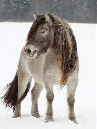 雅庫特馬 雅庫特馬