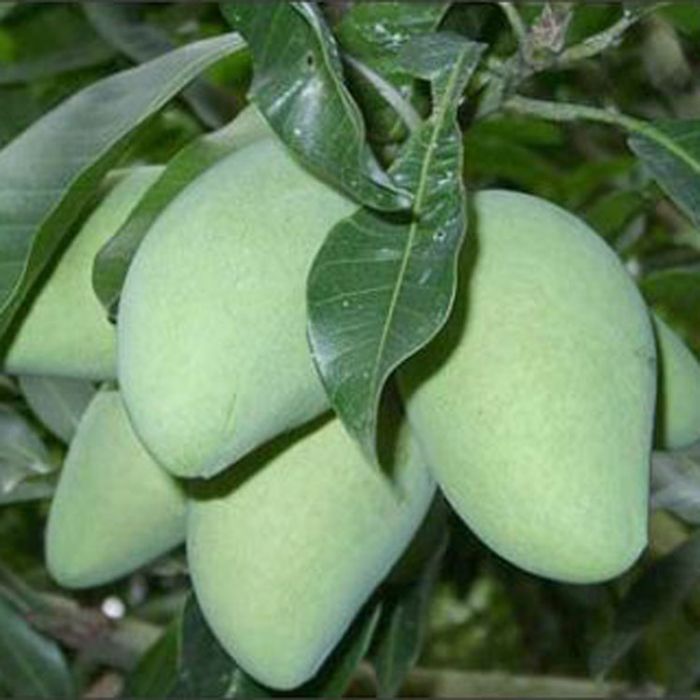 四季蜜芒 四季蜜芒