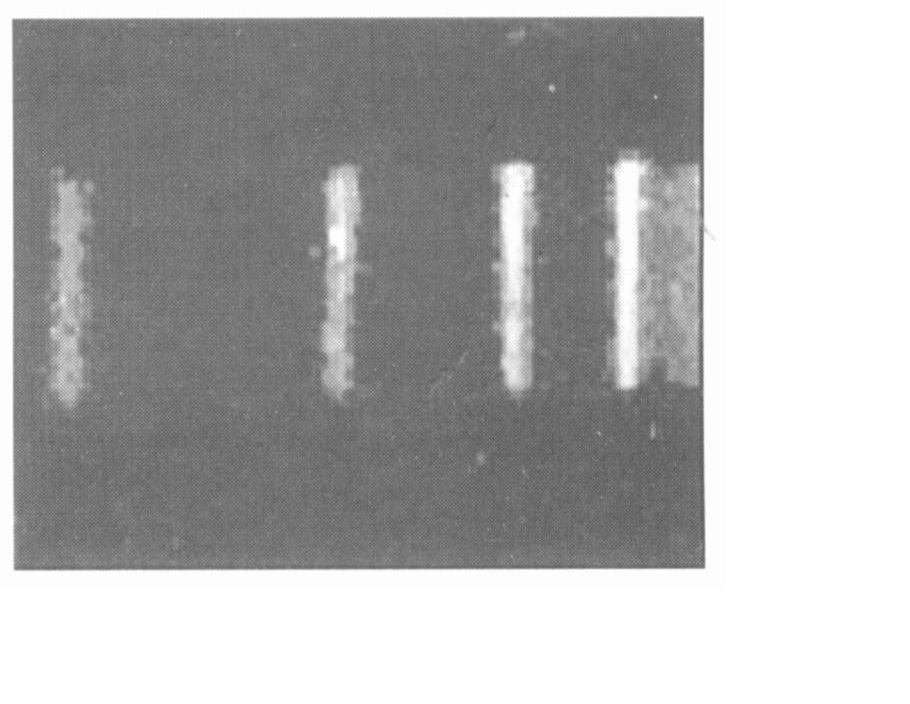 μ芋螺毒素基因的串聯