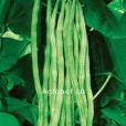 白花架豆 白花架豆