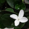 鐵茉莉 鐵茉莉