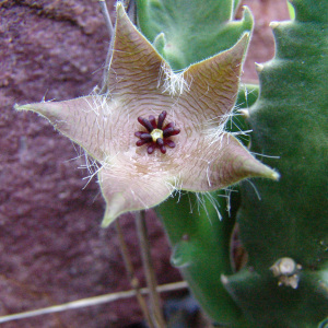 Stapelia clavicorona