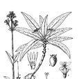 金草(耳草屬二裂果組植物) 金草(耳草屬二裂果組植物)