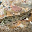 棒花魚屬 棒花魚屬