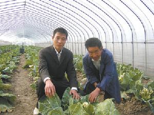 大棚栽培花椰菜