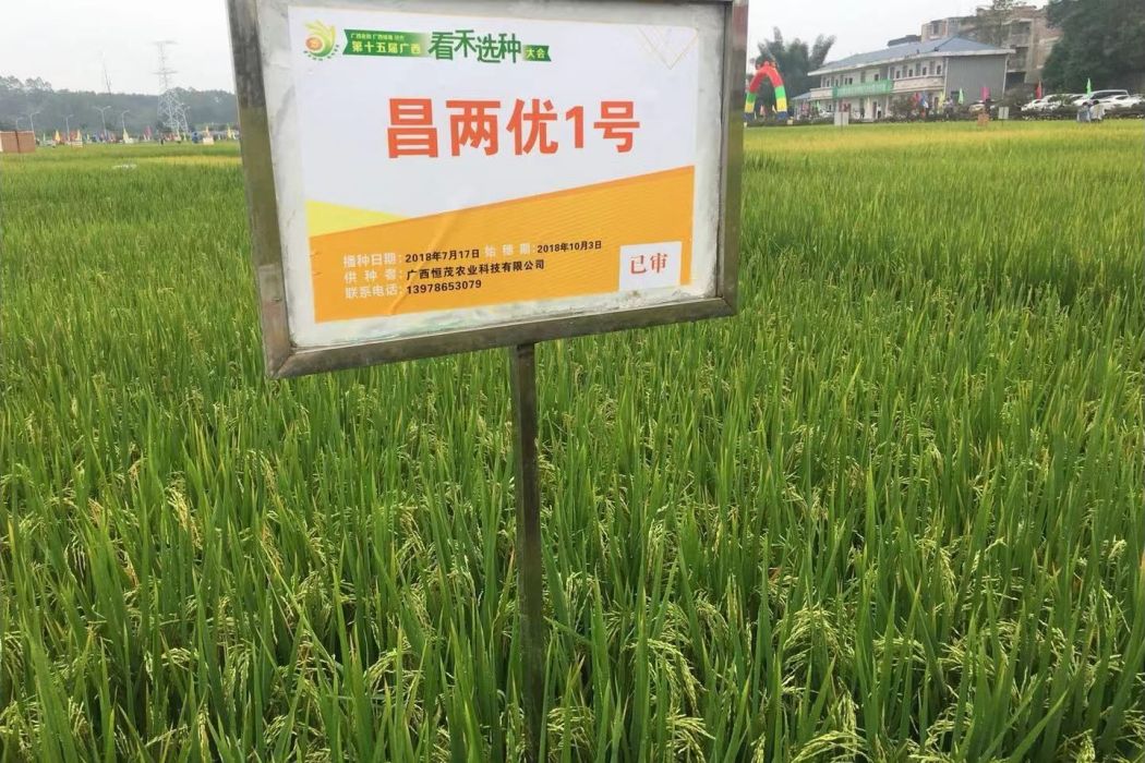 昌兩優1號 昌兩優1號