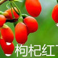 枸杞紅了(電視劇) 枸杞紅了(電視劇)
