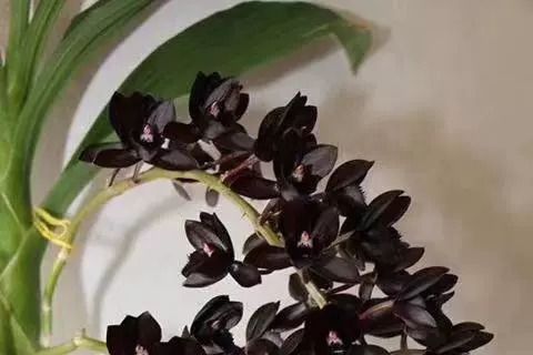 黑天鵝蘭 黑天鵝蘭
