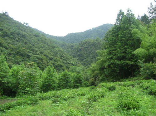 尚寺村(山東省郯城縣下轄村莊) 尚寺村(山東省郯城縣下轄村莊)