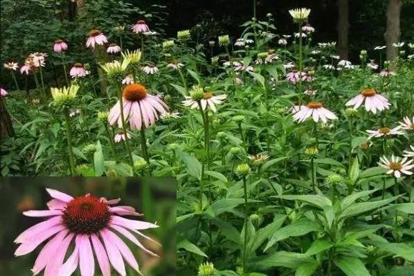 Echinacea purpurea \x27Greenline\x27