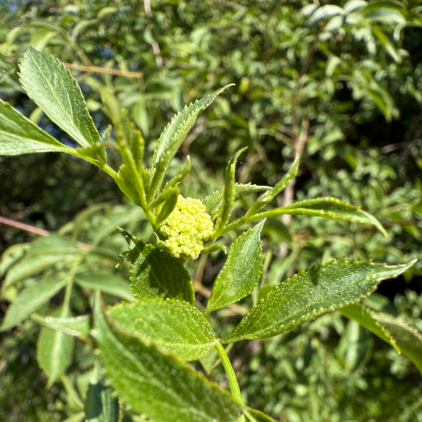Sambucus mexicana