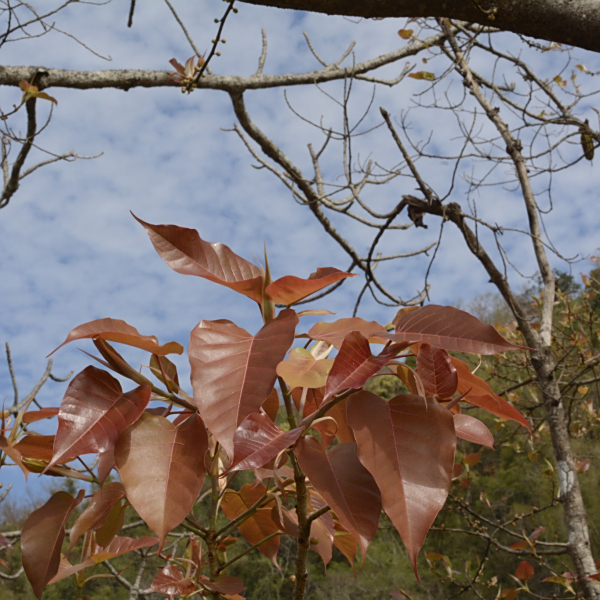 Ficus arnottiana