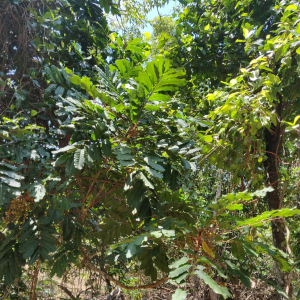 Cupaniopsis mackeeana