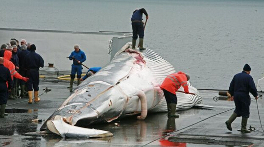 被捕殺的小鬚鯨