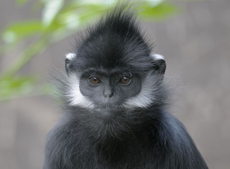 黑葉猴指名亞種