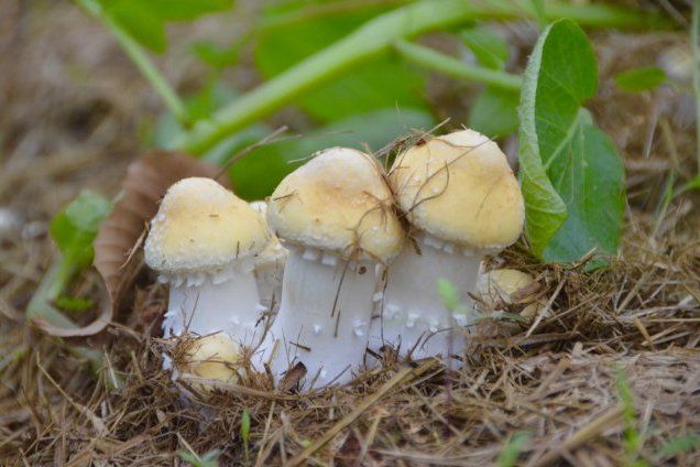 川茶菇1號 川茶菇1號
