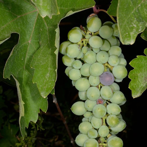葡萄(Vitis vinifera)