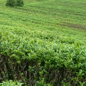 茶(Camellia sinensis)