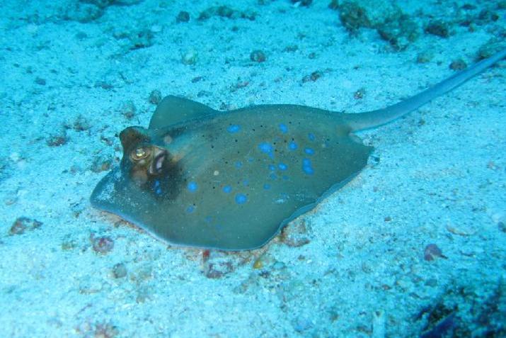 短身腔蝠魚 短身腔蝠魚
