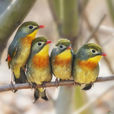 相思鳥(相思鳥屬鳥類的統稱)