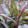 紫鵑茶(紫娟(山茶屬品種)) 紫鵑茶(紫娟(山茶屬品種))