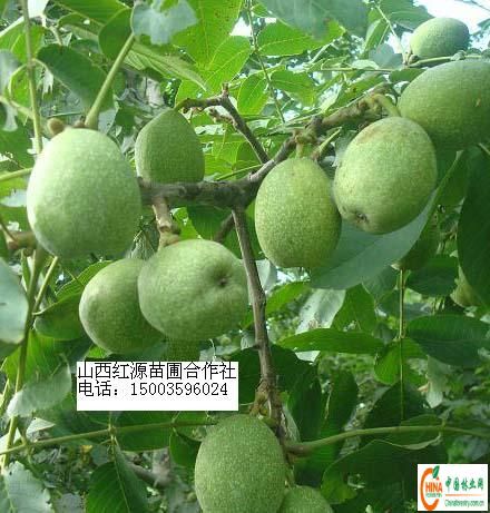 新巨豐 新巨豐
