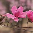 玉堂春(花卉) 玉堂春(花卉)