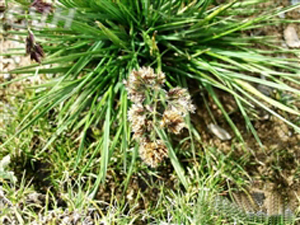 穗發草 Deschampsia koelerioides
