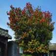 格里(山茶屬栽培品種) 格里(山茶屬栽培品種)