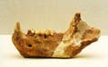 中華粗壯斑鬣狗下頜骨化石