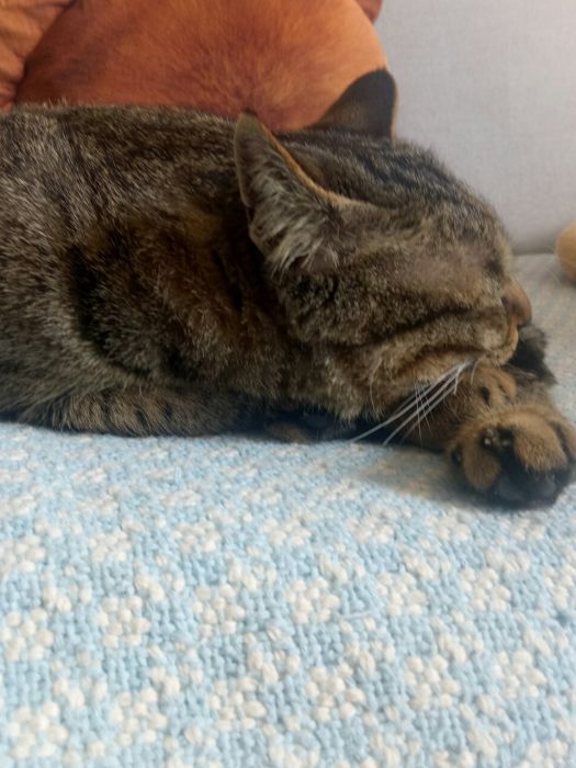 家貓的故事 家貓的故事