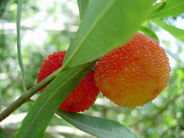 漳州水果