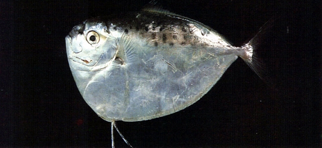 眼鏡魚（Mene maculata）