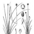蔥草 蔥草