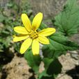 孿花蟛蜞菊 孿花蟛蜞菊