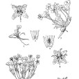 矮獐牙菜 矮獐牙菜