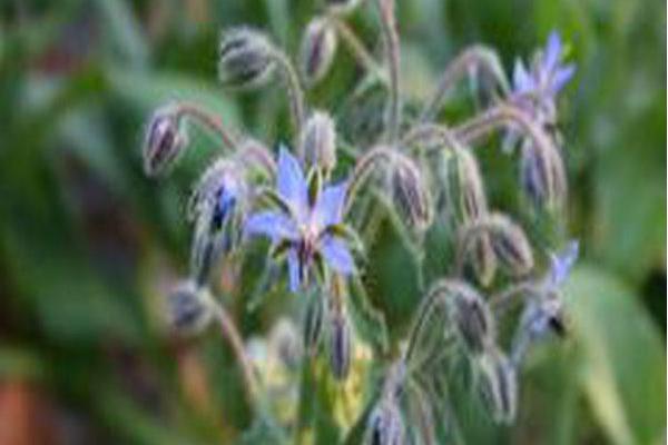Borago officinalis Borago officinalis