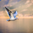 鳥綱