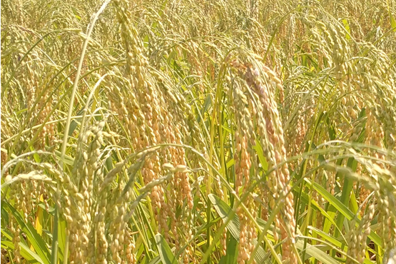 黃皮糯谷 黃皮糯谷