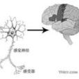 無痛症 無痛症