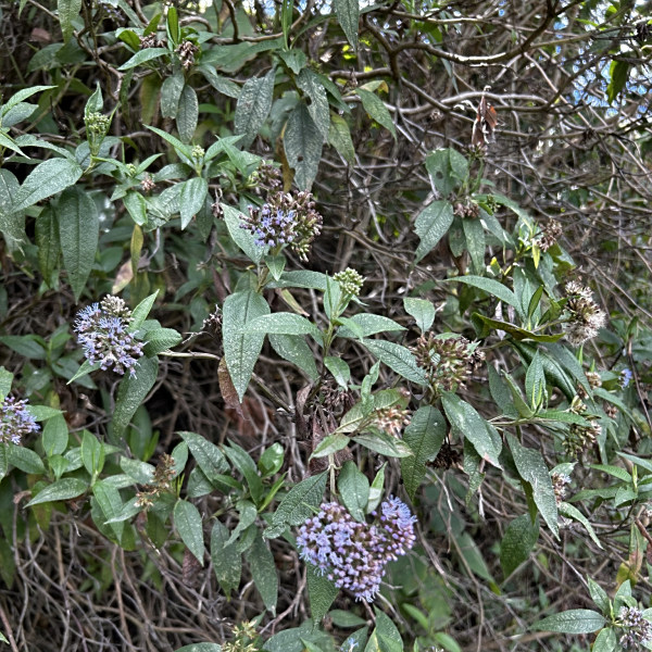 Aristeguietia buddlejifolia